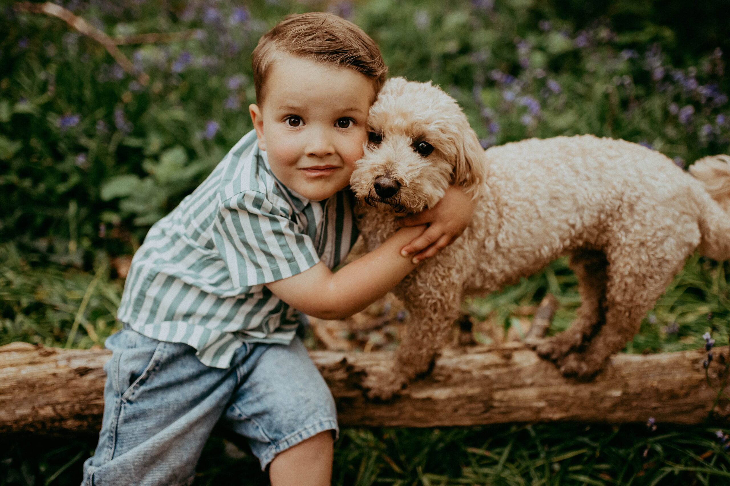 Arlo, preschooler, holding his dog cooper, a cockerpoo, sitting on a log in the bluebell woods in Fareham, Hampshire, UK.